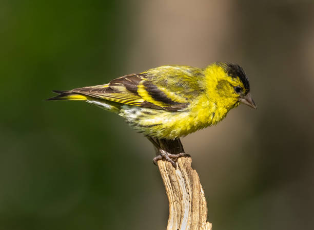 istock Eurasian siskin - Spinus spinus 2164956493