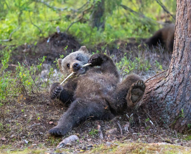 istock Eurasian Brown Bear 2164956512