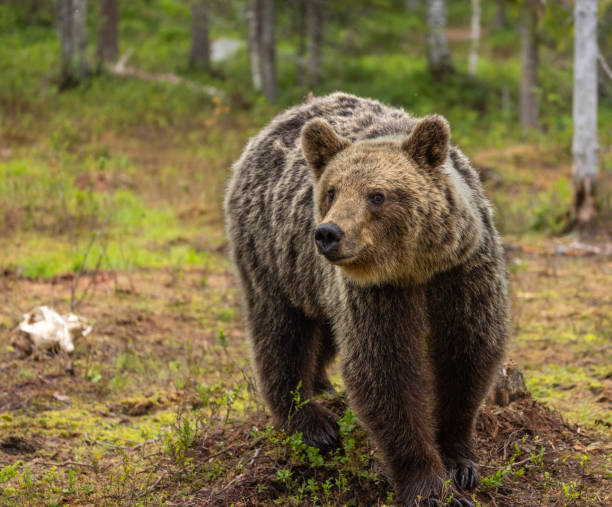 istock Eurasian Brown Bear 2164956654