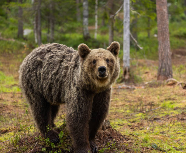 istock Eurasian Brown Bear 2164956662