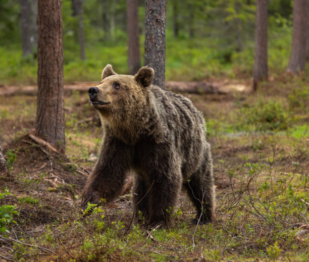 istock Eurasian Brown Bear 2164956670