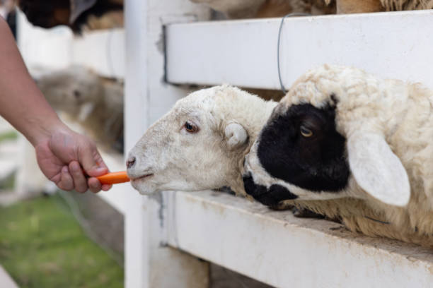 A person is feeding a white and black sheep a carrot