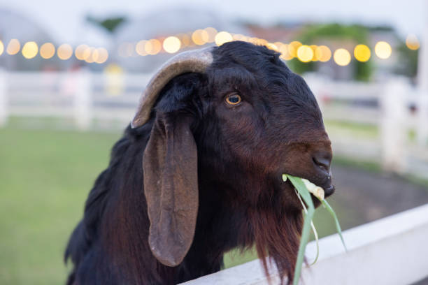 A black goat is eating grass in a field. The goat has a long beard and is looking at the camera
