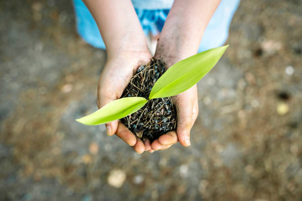 Sprout plant in hands. Agriculture, sustainable development, ecology concept. High quality photo