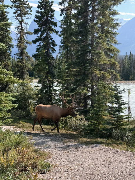 istock Elk in Jasper National Park, Alberta, Canada. 2164963622