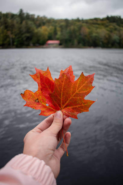 istock A woman's hand holds a red maple leaf in the lake's background. 2164963634