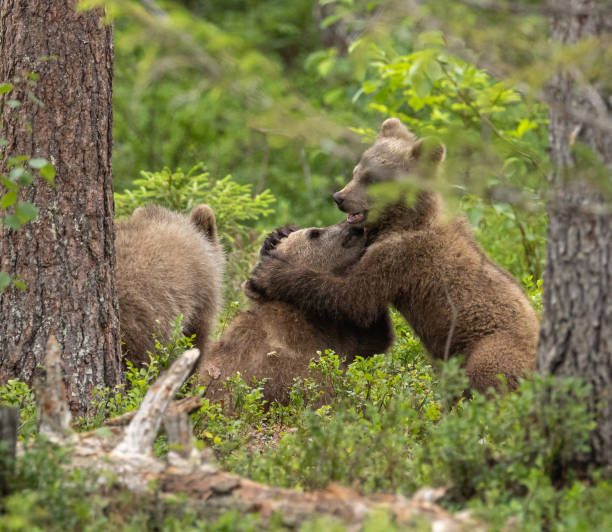 istock Eurasian brown bear - Ursus arctos arctos 2164964073
