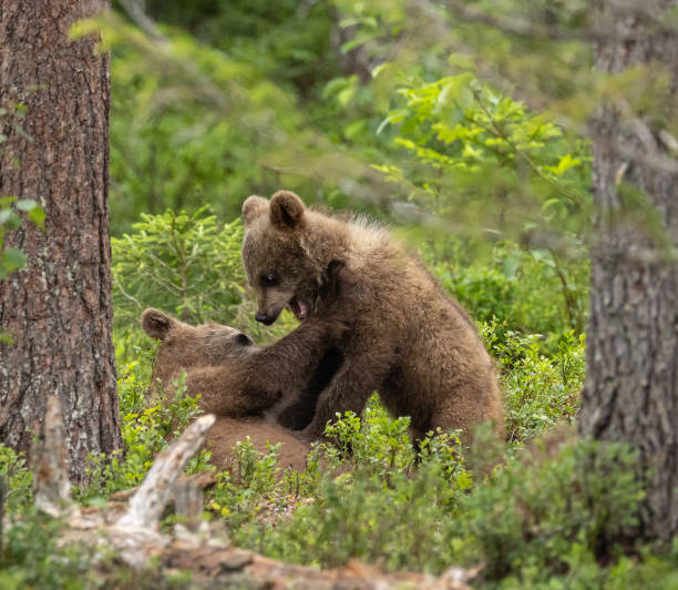 istock Eurasian brown bear - Ursus arctos arctos 2164964075