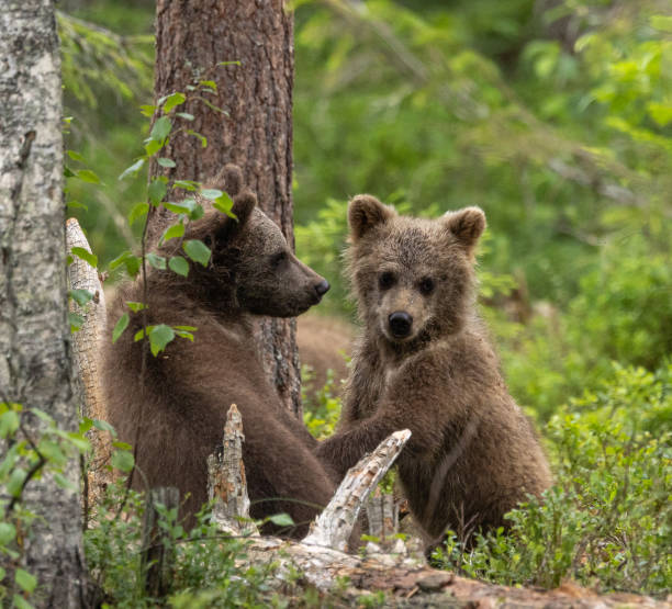 istock Eurasian brown bear - Ursus arctos arctos 2164964078