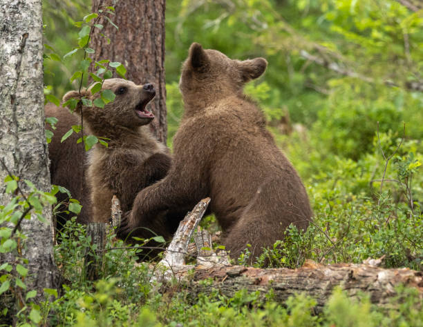 istock Eurasian brown bear - Ursus arctos arctos 2164964085