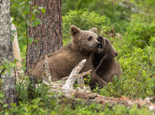 istock Eurasian brown bear - Ursus arctos arctos 2164964089