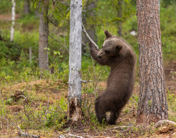 istock Eurasian brown bear - Ursus arctos arctos 2164964124