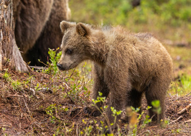 istock Eurasian brown bear - Ursus arctos arctos 2164964125