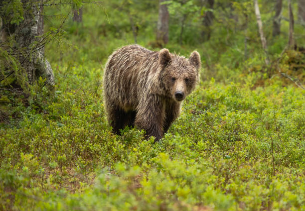 istock Eurasian brown bear - Ursus arctos arctos 2164964812
