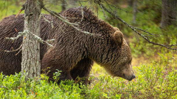 istock Eurasian brown bear - Ursus arctos arctos 2164964855