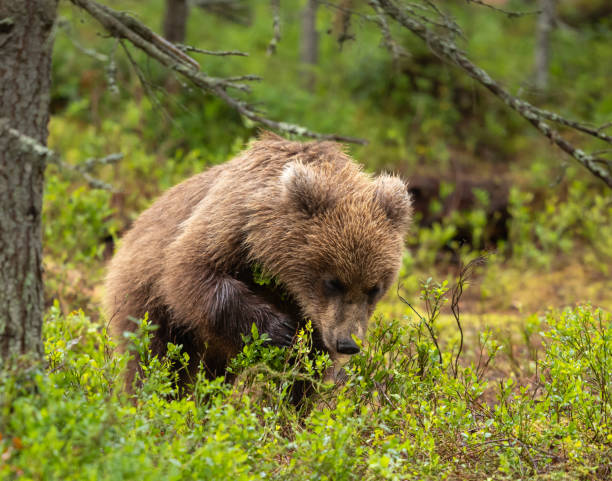 istock Eurasian brown bear - Ursus arctos arctos 2164964861