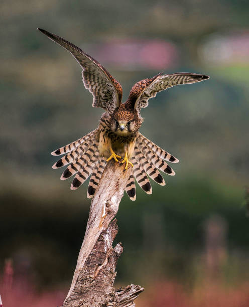 istock Close-up of bird perching on branch 2164964886