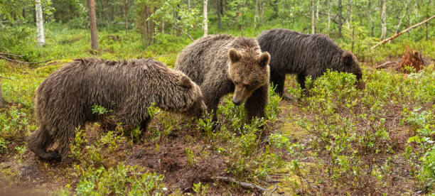 istock Eurasian brown bear - Ursus arctos arctos 2164964923