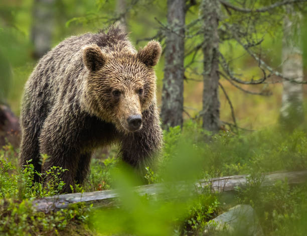 istock Eurasian brown bear - Ursus arctos arctos 2164964973
