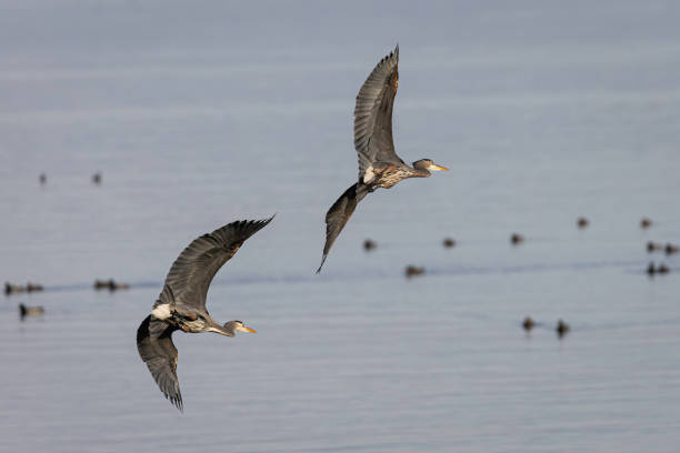 istock Two Great Blue Herons taking turns following each other in flight over Boundary Bay, Delta, B.C., Canada, 2164964974