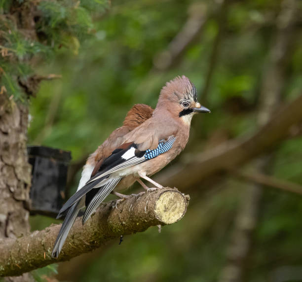 istock Eurasian jay - Garrulus glandarius 2164965543