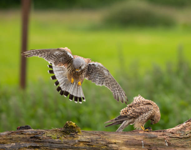 istock Eurasian kestrel - Falco tinnunculus 2164966159