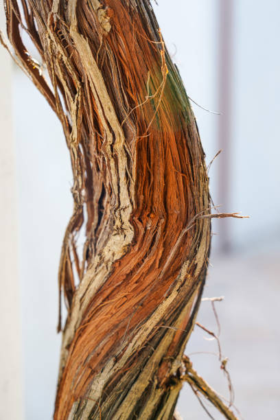 Close up of twisted trunk of grape vine with split wood detail against white background