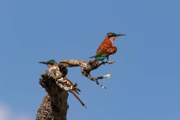 A pair of southern carmine bee-eaters (Merops nubicoides) perched on a dead tree against the blue sky of Botswana's Okavango Delta.