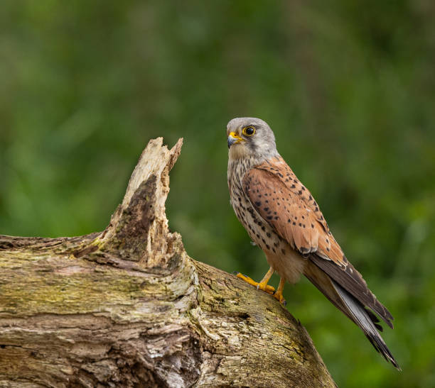 istock Eurasian kestrel, male 2164968059