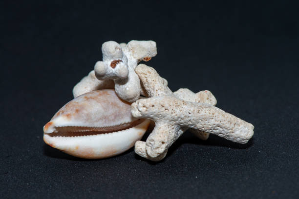 istock Marine Majesty: Coral Reefs and Conus Species on Black Background 2164968176