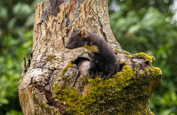 Pine marten (Martes martes) at a feeding station in front of a wildlife hide in daylight in summer, Aigas, Scotland, United Kingdom. The pine marten is a protected species in Britain and is critically endangered in England and Wales.