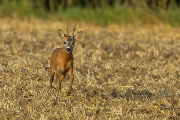 istock Beautiful roebuck (Capreolus capreolus) on a stubble field. 2164968327
