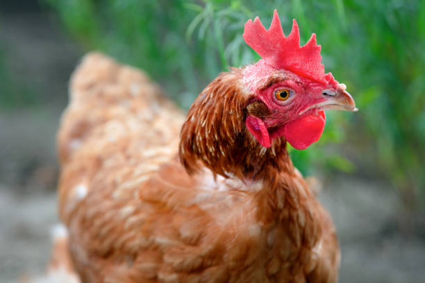 istock free run hens in nature brown chicken 2164968410