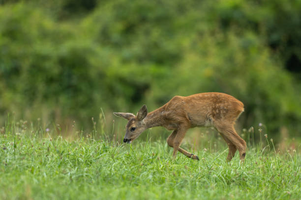 istock Beautiful fawn (Capreolus capreolus) 2164968421