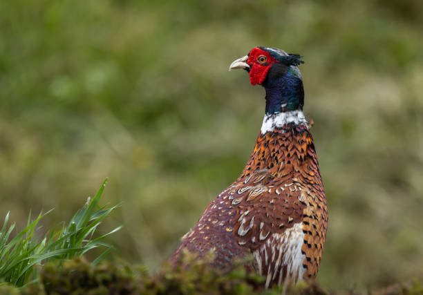 istock Common pheasant male/cock 2164968804