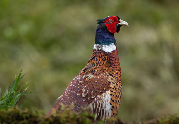 istock Common pheasant male/cock 2164968806