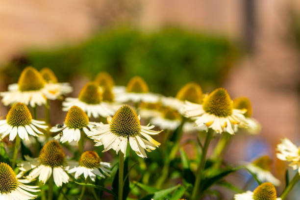 Coconut Lime double flowered, white coneflower. Large Pom-Pom shaped, pale green florets are surrounded by a ring of pure white petals. Extremely rare.