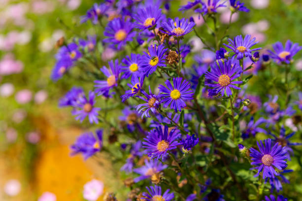 bunch of purple flowers with yellow centers stock photo