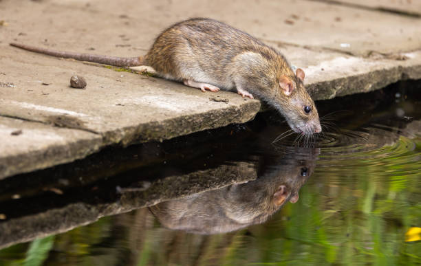 istock Brown rat - Rattus norvegicus 2164968931