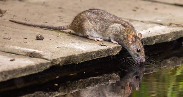 Brown rat - Rattus norvegicus