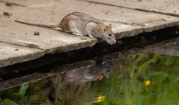 istock Brown rat - Rattus norvegicus 2164968946