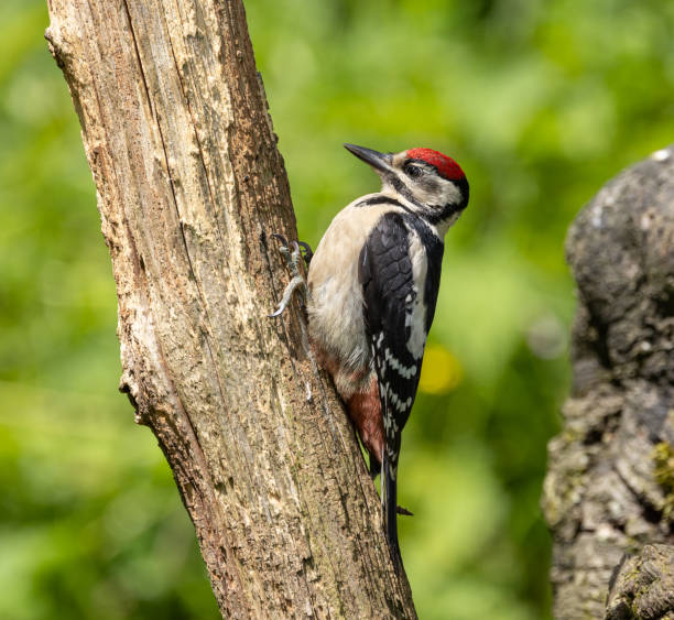 istock Great spotted woodpecker 2164969026