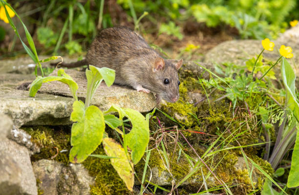 istock Brown rat - Rattus norvegicus 2164969113