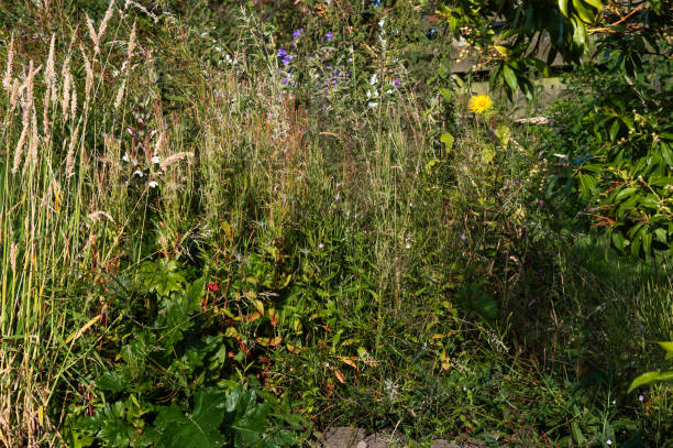 Low angle view of a messy overgrown flowerbed in a garden in Scotland on a summer afternoon