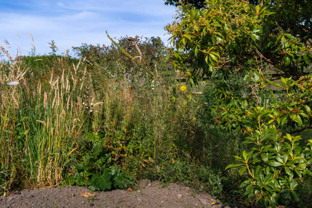 Overgrown flower bed in a garden in Scotland on a bright sunny afternoon
