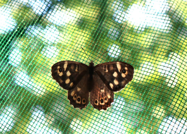 Butterfly Egeria sits on a green mosquito net. Natural background.