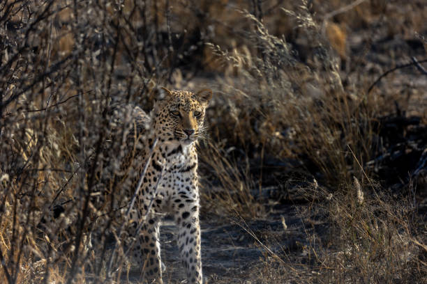 istock Young leopard stands behind bush watchful and ready to hunt 2164971424