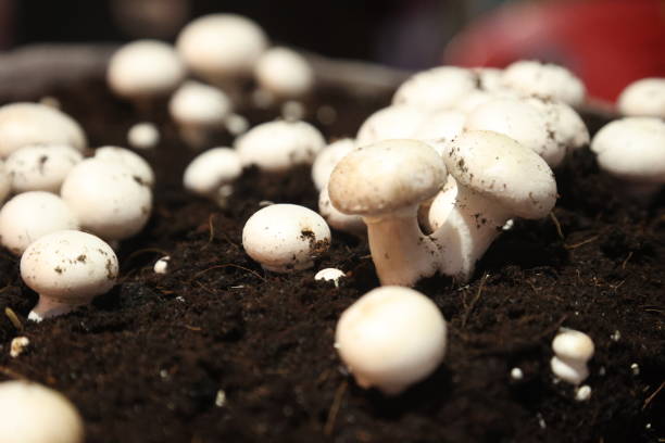 istock Mushroom is such a special vegetable 2164971932
