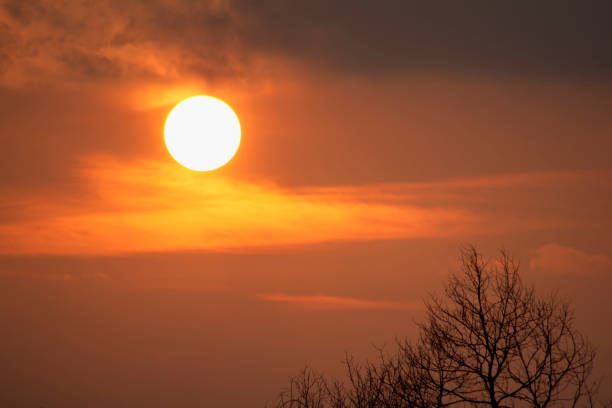 Bare tree branches against the sunset sky with the sun