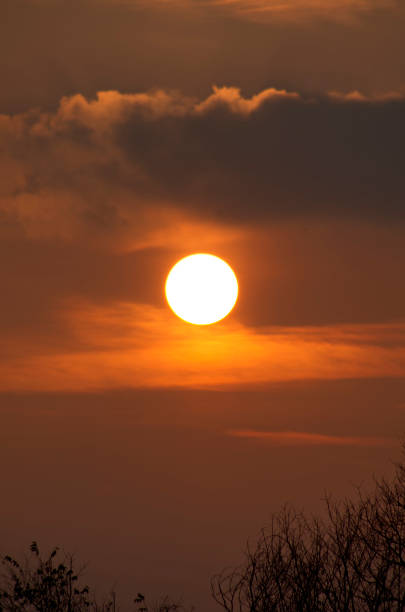 Bare tree branches against the sunset sky with the sun